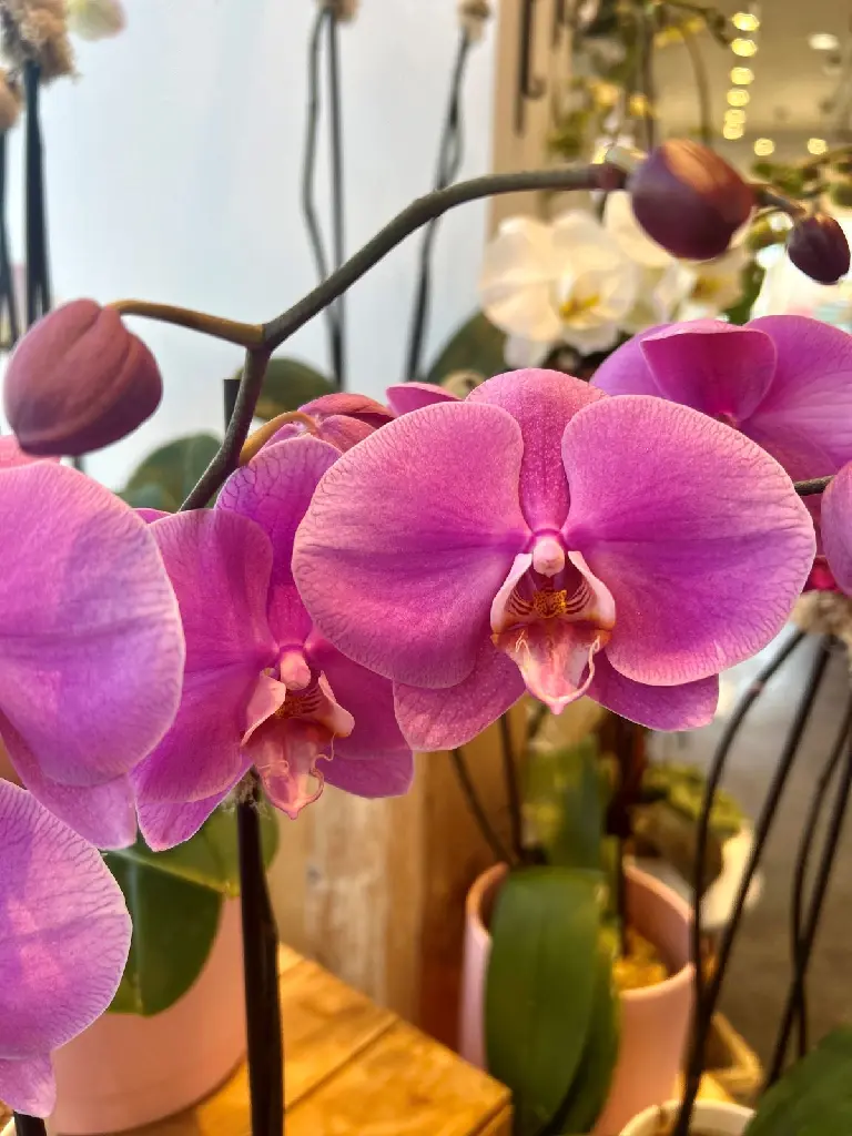 Orchidée Phalaenopsis couleur à deux hampes florales produite dans des serres du Québec et offerte par La Maison d’Alcantara à Montréal.webp