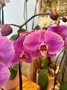Orchidée Phalaenopsis couleur à deux hampes florales produite dans des serres du Québec et offerte par La Maison d’Alcantara à Montréal.webp