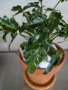 philodendron zanadu 2.webp