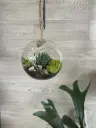 terrarium boule suspendu (2).webp