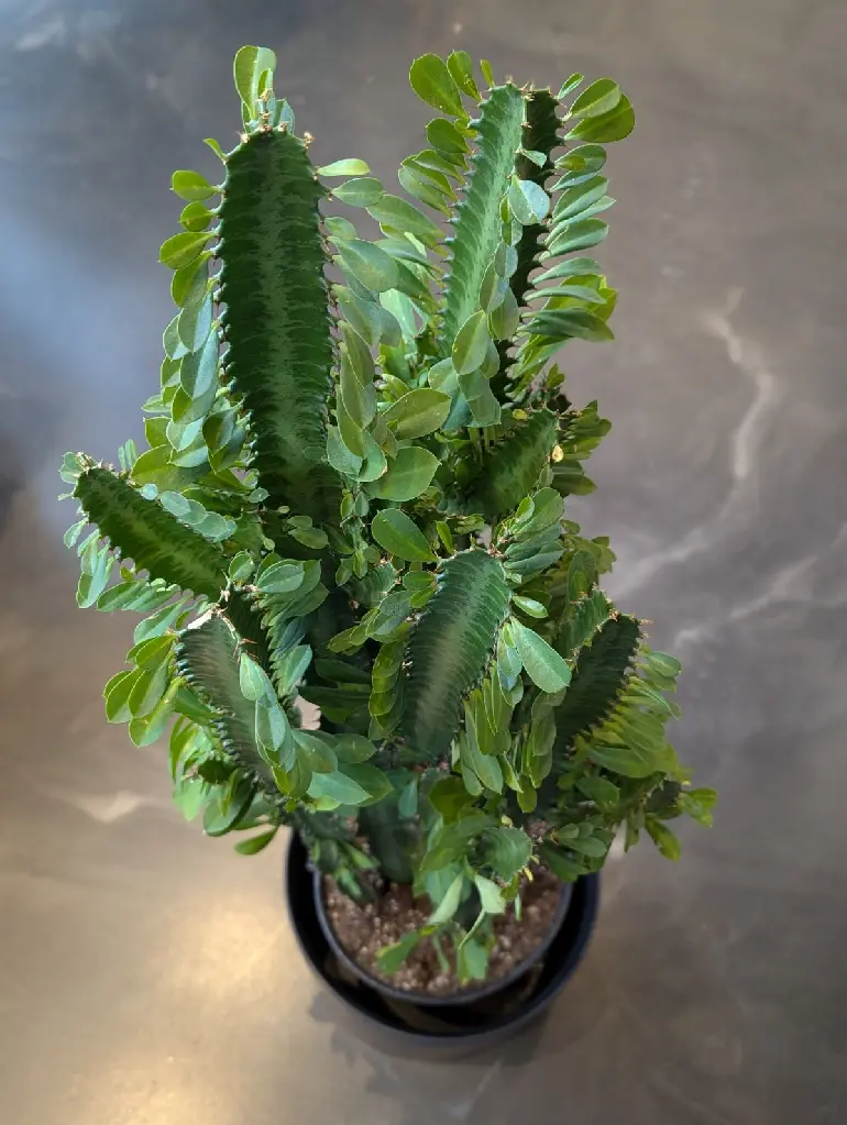 Euphorbia trigona cactus africain en pot – plante d’intérieur La Maison d’Alcantara Montréal.1.webp
