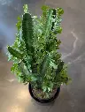 Euphorbia trigona cactus africain en pot – plante d’intérieur La Maison d’Alcantara Montréal.1.webp