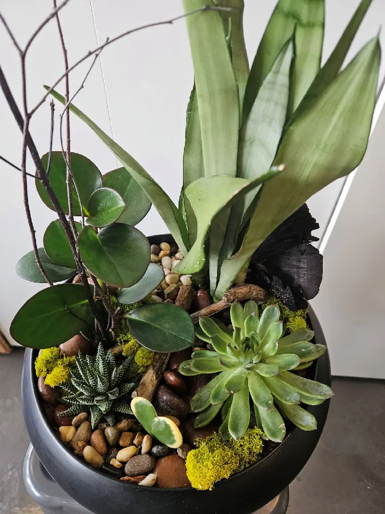 Jardin de plantes composé à Montréal avec plantes vertes, tropicales et succulentes. Une création unique de La Maison d’Alcantara à offrir..4.webp