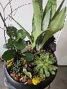 Jardin de plantes composé à Montréal avec plantes vertes, tropicales et succulentes. Une création unique de La Maison d’Alcantara à offrir..4.webp