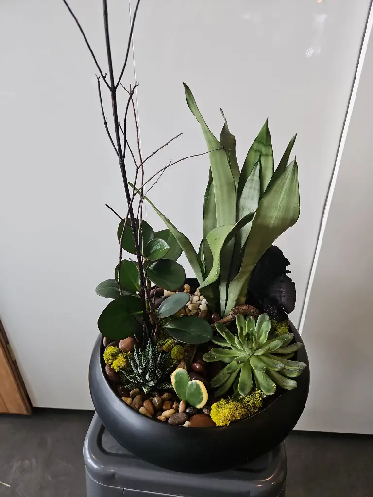 Jardin de plantes composé à Montréal avec plantes vertes, tropicales et succulentes. Une création unique de La Maison d’Alcantara à offrir..webp