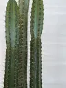 cactus grand.webp
