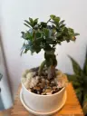 Ficus bonsai