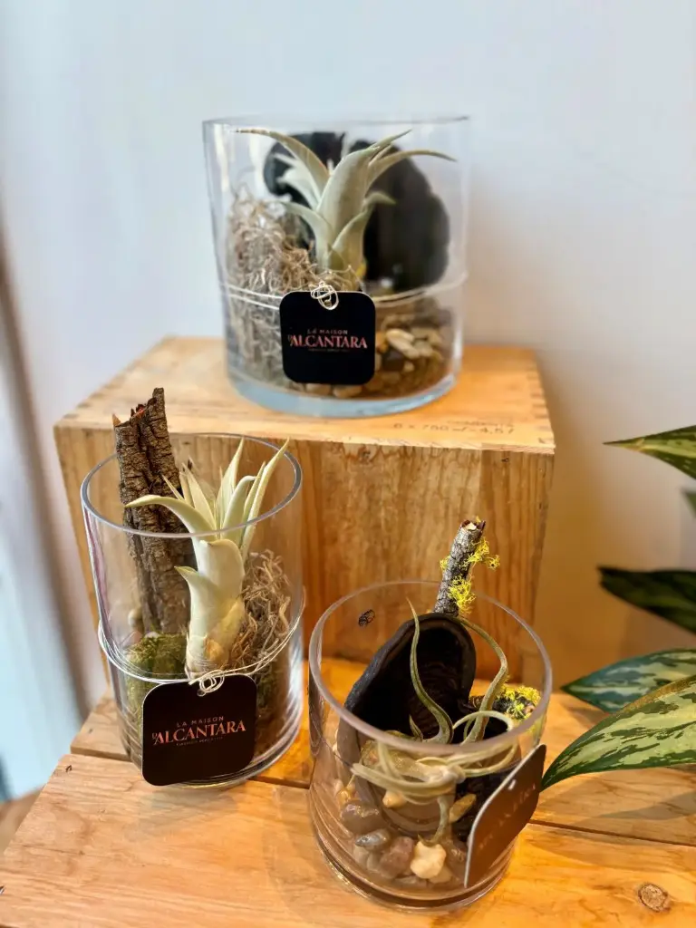 Tillandsia