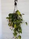 Philodendron Brasil
