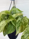Pothos marble queen