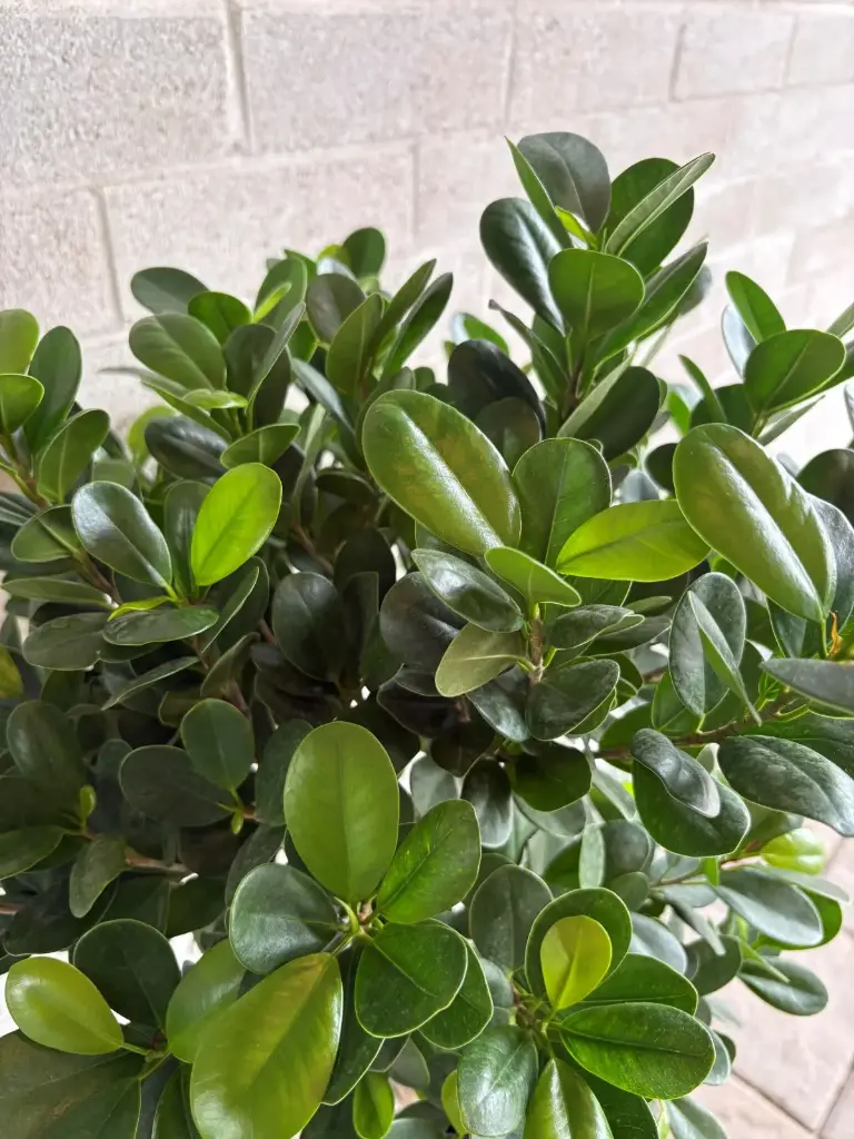 Ficus Daniella