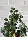 Aralia Fabian