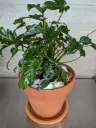Philodendron zanadou