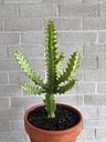 Euphorbia