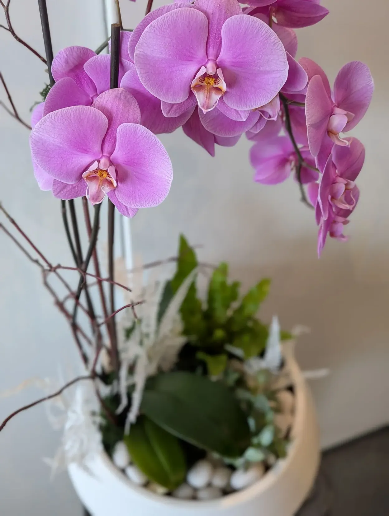 Jardin d'orchidées