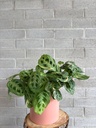 Maranta | Plante prieuse