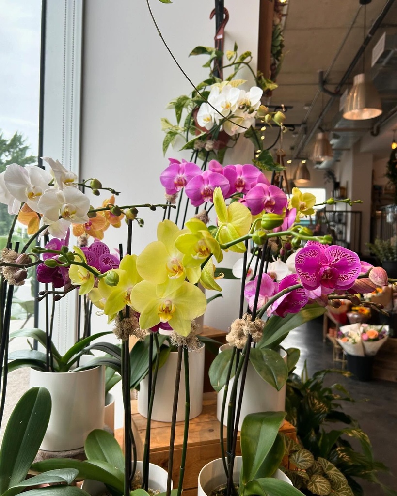 Orchidée Phaléonop
