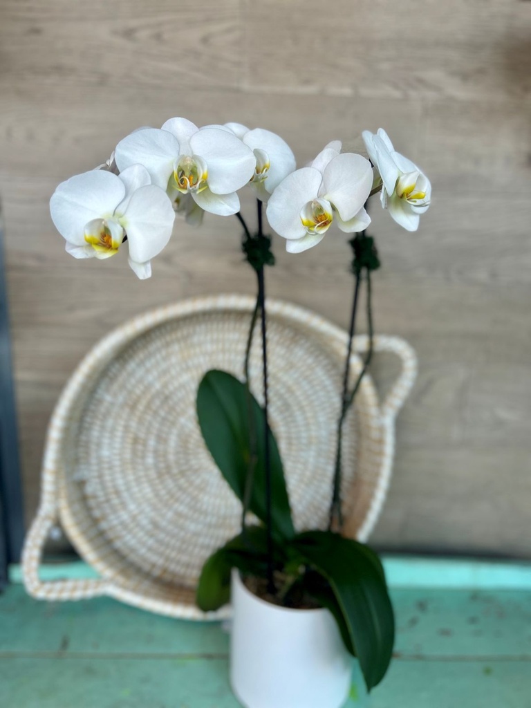 Orchidée phalaénopsis blanche