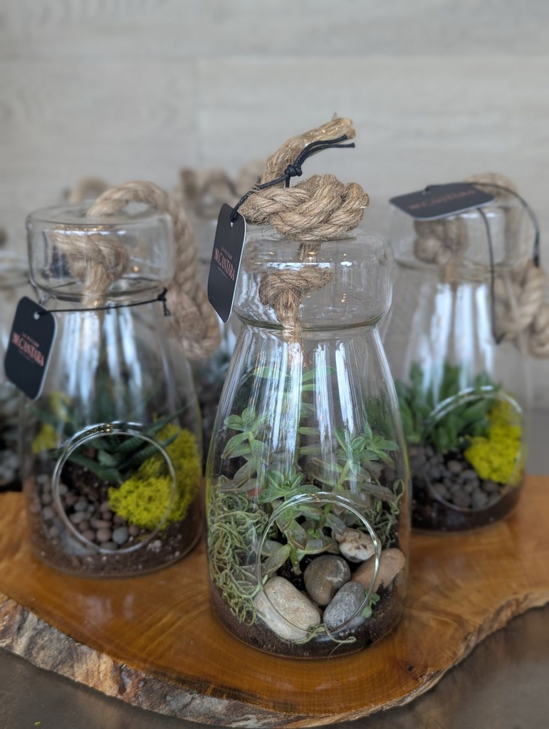 Terrarium petit