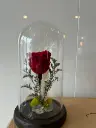 Éternelle rouge