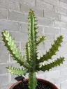 Euphorbia