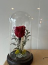Amour Éternel | Rose rouge éternelle sous cloche