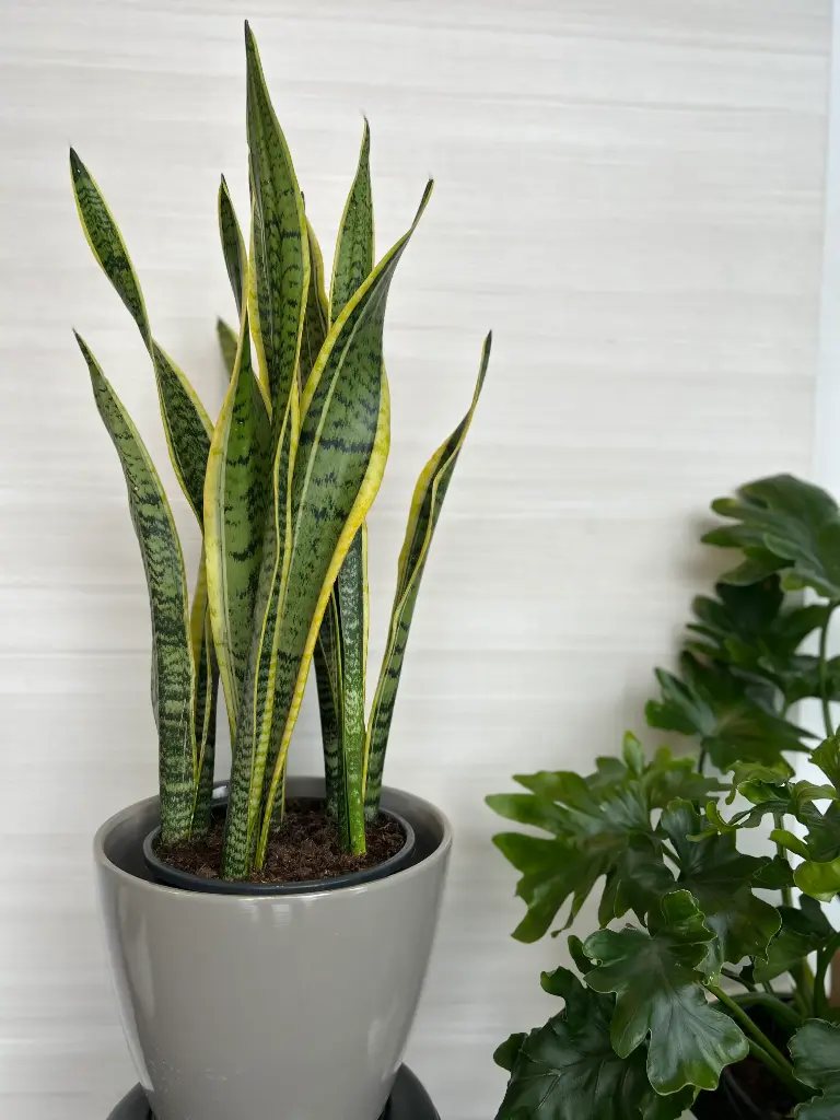 Sanseveria