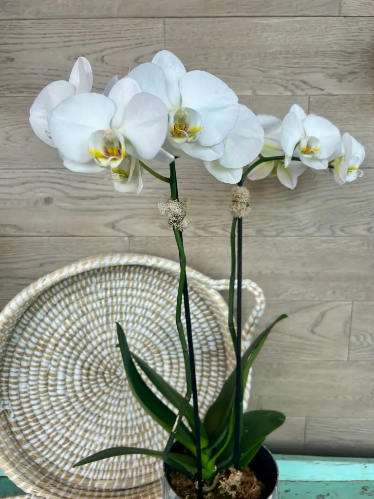 Orchidée pour maman