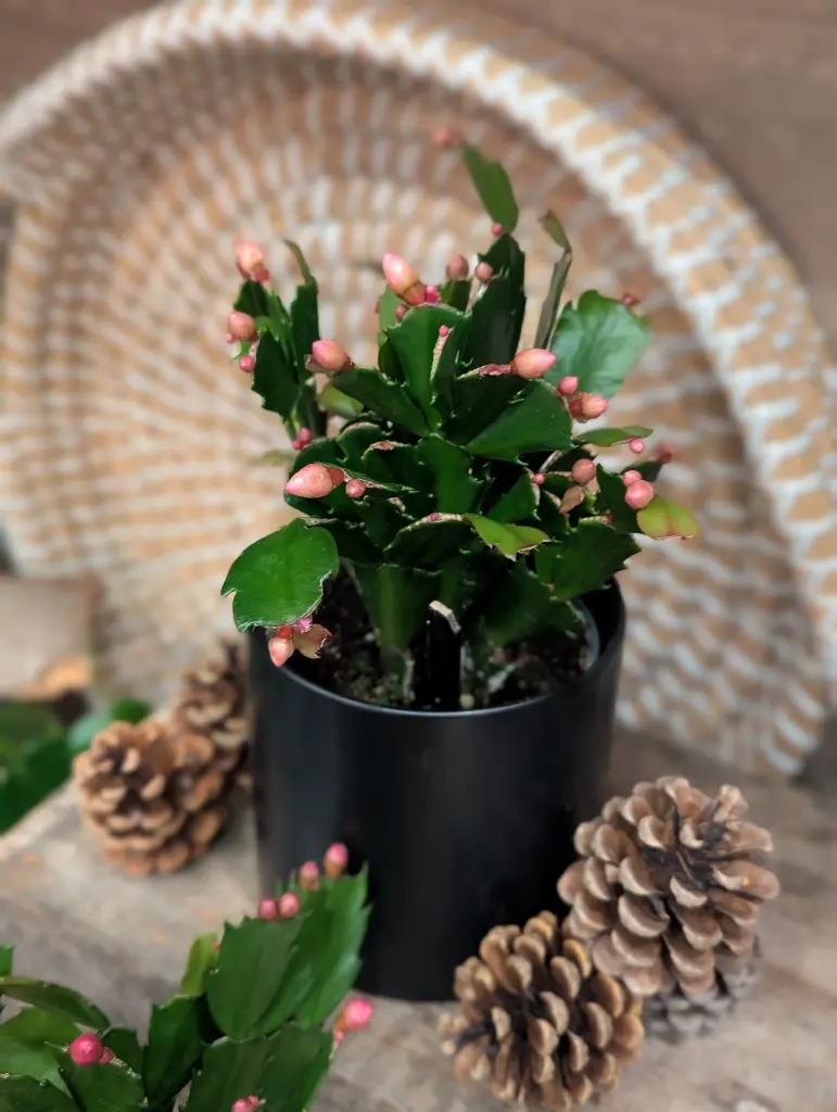 Cactus de Noël