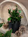 Cactus de Noël