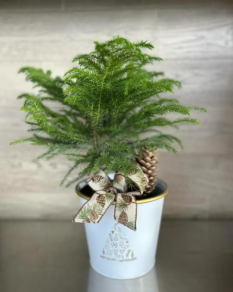 Pin de Northfolk pour Noël