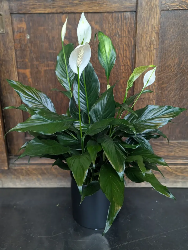 Spathiphyllum (Lys de la paix) 