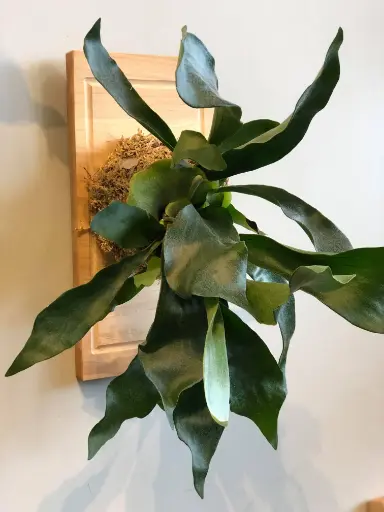 Plantes