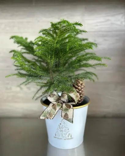 Pin de Northfolk pour Noël