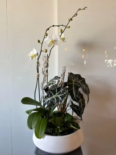Jardin d'Orchidée