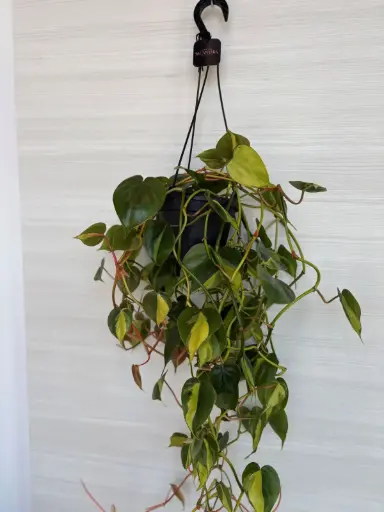 Philodendron Brasil