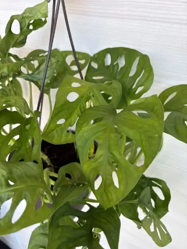 Philodendron swiss cheese