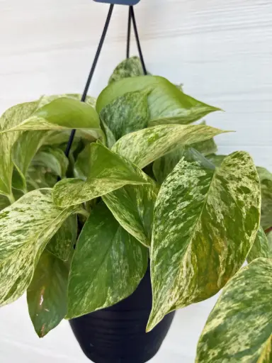 Pothos marble queen