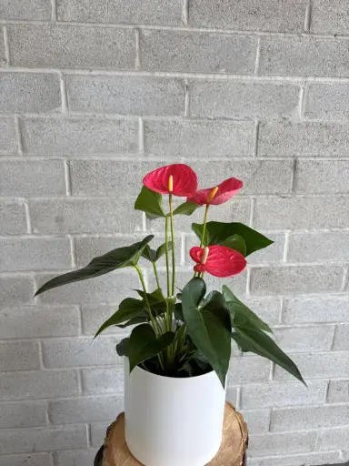 Anthurium