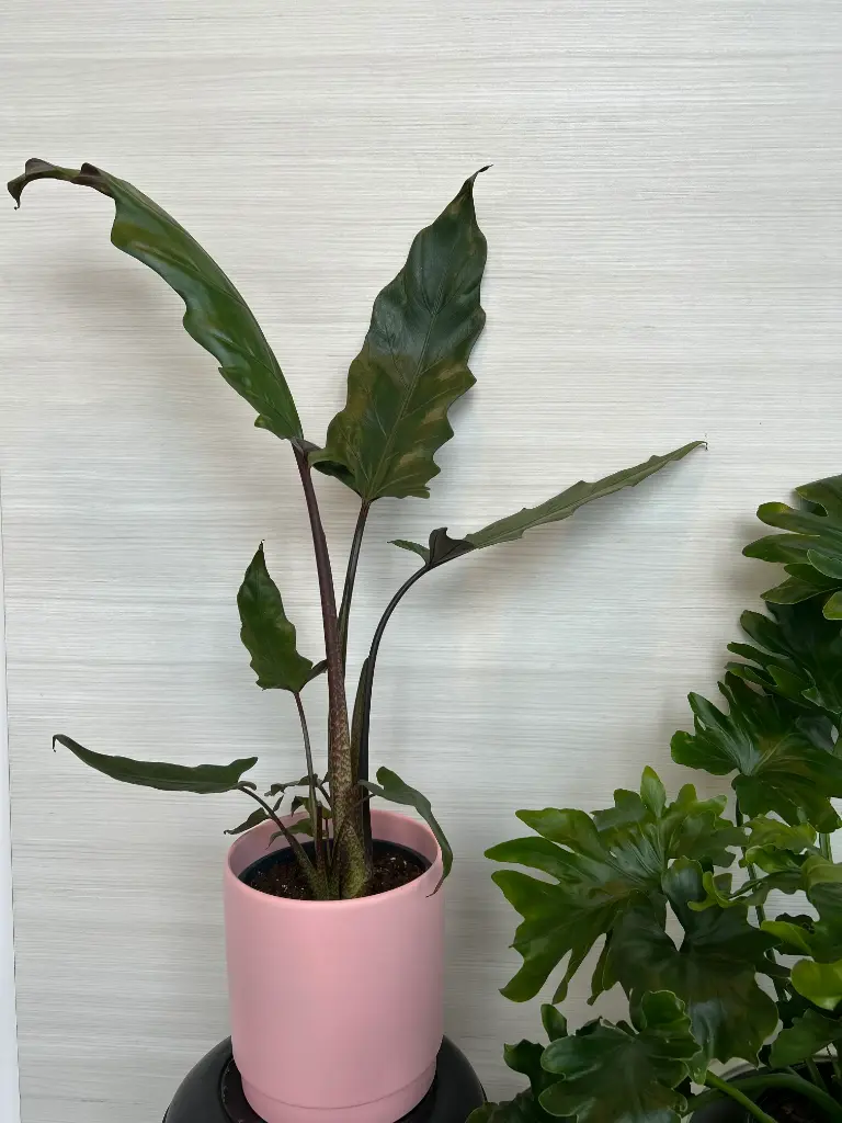 Alocasia lauterbachiana