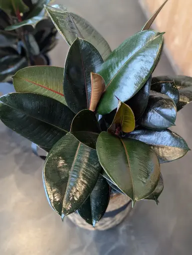 Ficus Burgundy