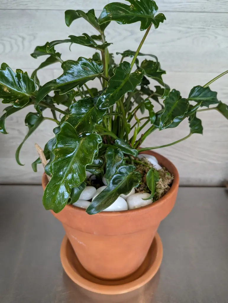 Philodendron zanadou