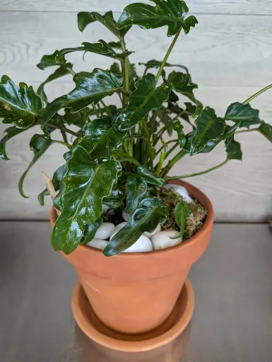 Philodendron zanadou